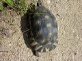 tortue_sarde_